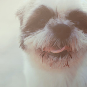 Cute funny face of dog