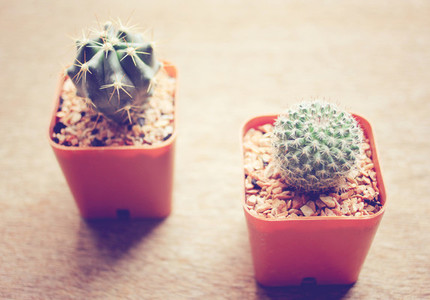 Two cactus for decorated