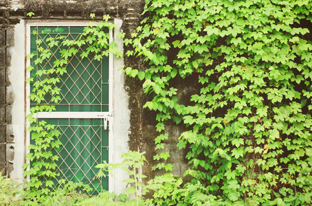 Door and a wall covered with ivy