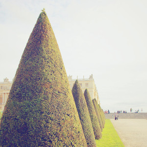 Line of topiary trees