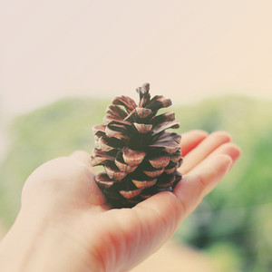 Hand holding pine cone