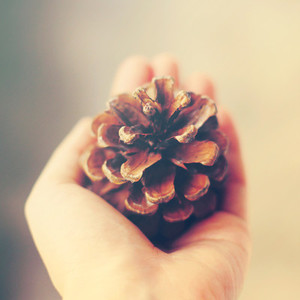 Hand holding pine cone
