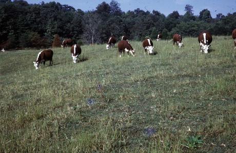 Cows in the Field