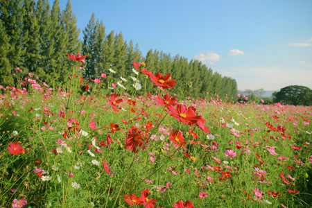 Landscape of beautiful flowered