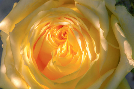 Rose   yellow