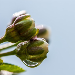 Rain drops  macro  plants