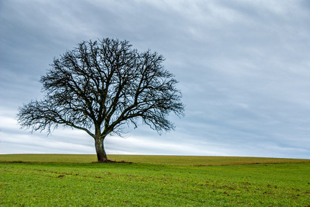 Lonesome tree
