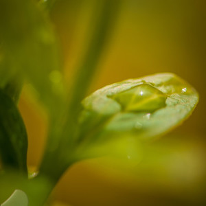 rain drop   leaf