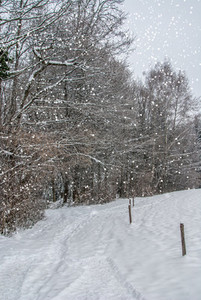 Snowing   Winter landscape