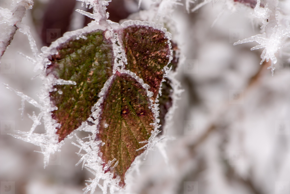 frozen leafs