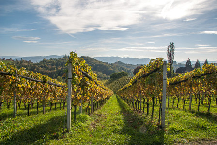 Wine hills  Grapes