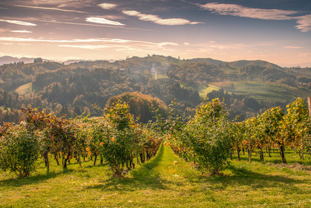 Wine hills  autumn