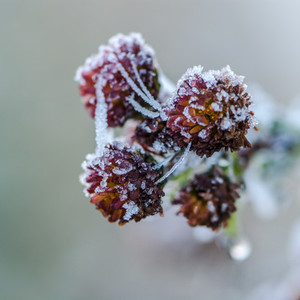 Wild berries  Frozen