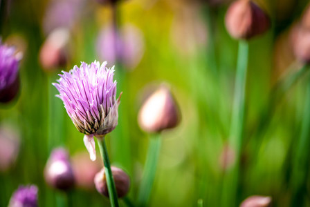 Chive   nature
