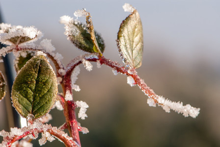 Plants in winter