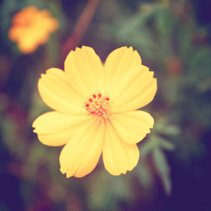 Yellow blossom flowers