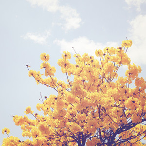 Flower on the tree