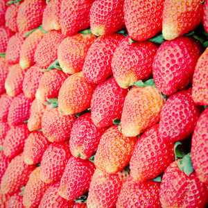Row of fresh strawberry
