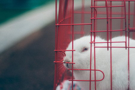 Rabbit in Cage