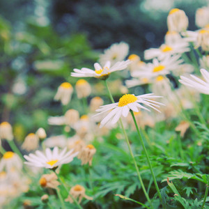 Daisy flowers in garden