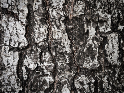 tree bark texture  background