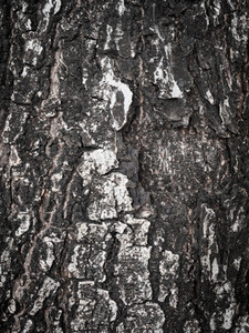 tree bark texture  background