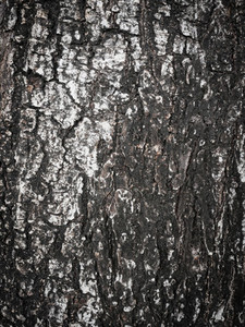 tree bark texture background