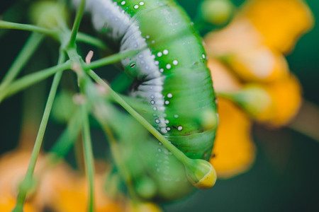 Caterpillar Close up
