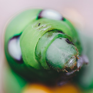 Caterpillar Close up