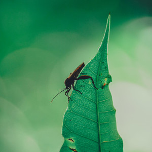 Insect  Leaf
