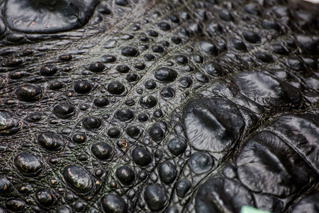 Crocodile Skin