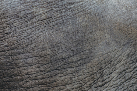 Elephant Skin Pattern