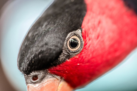 Bird Closeup