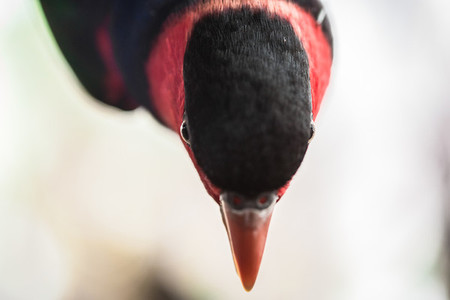 Bird Closeup