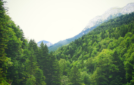 Beautiful pine trees on mountain