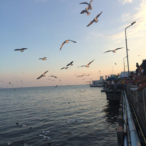 Tourists enjoy feeding seagulll