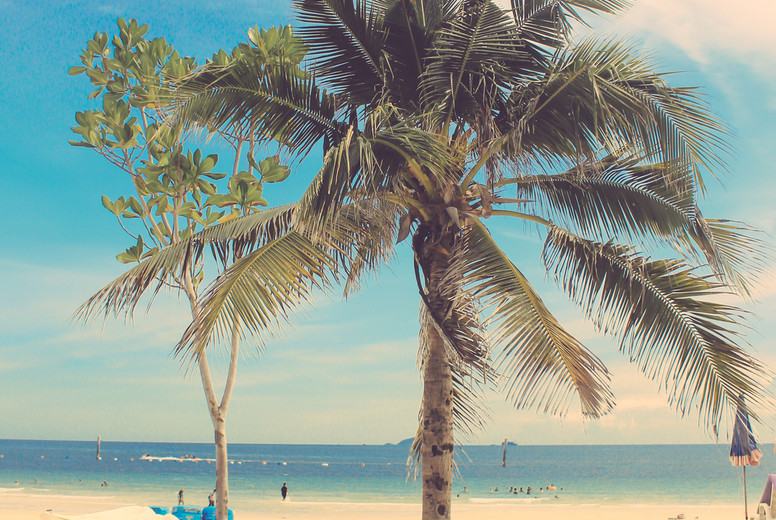 Coconut palm tree and kayaks