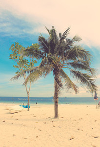 Coconut palm tree and kayaks