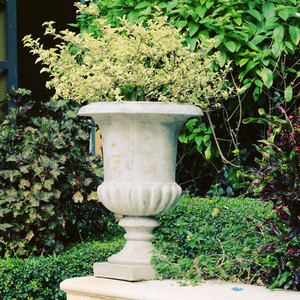 Green plants on vintage vase