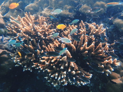 Tropical sea underwater