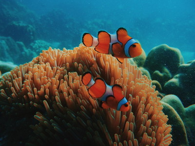 Nemo fish  Honeymoon Island
