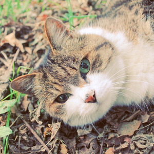 Cute cat in garden
