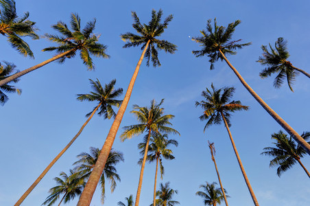 Tall Palm Trees 2