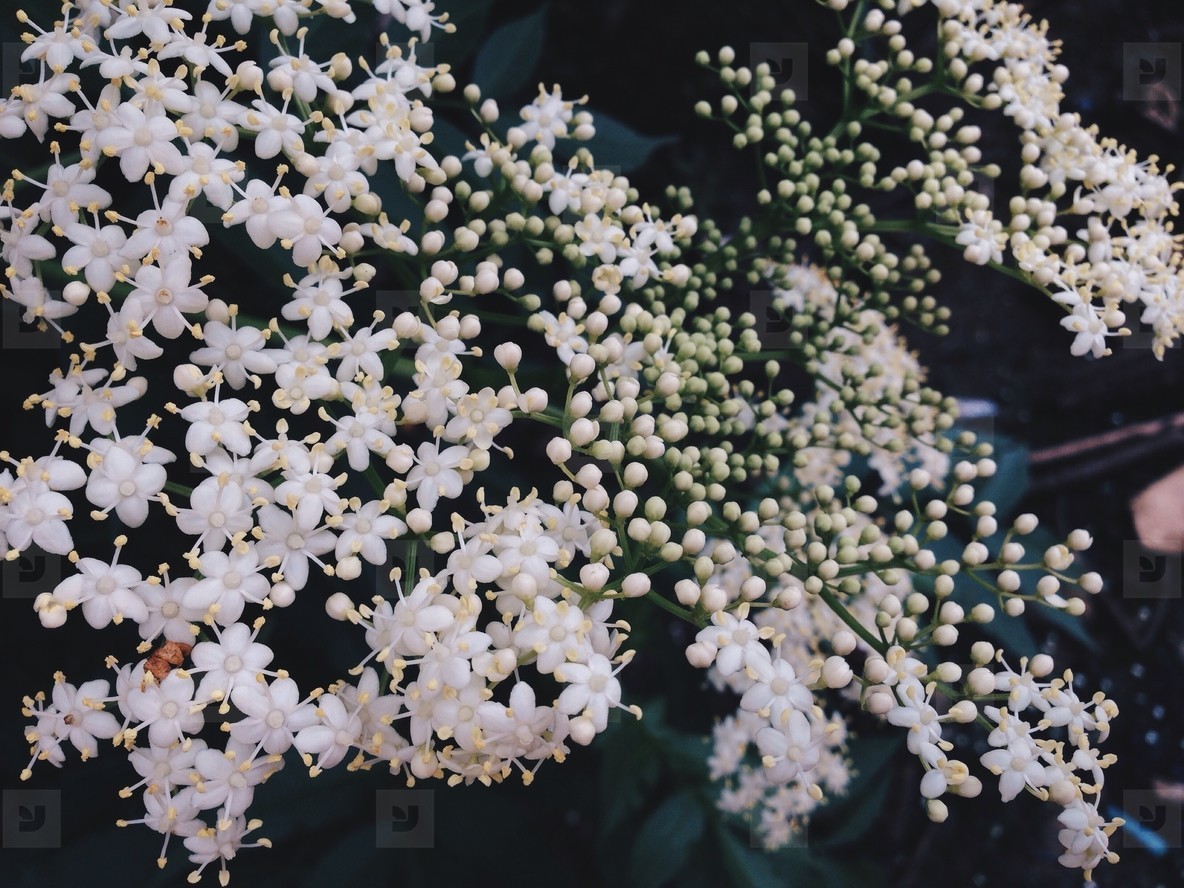 Little white flowers  1