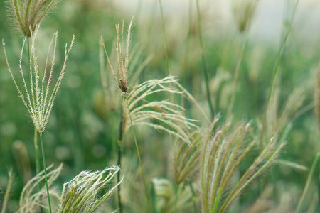 Field of grasses