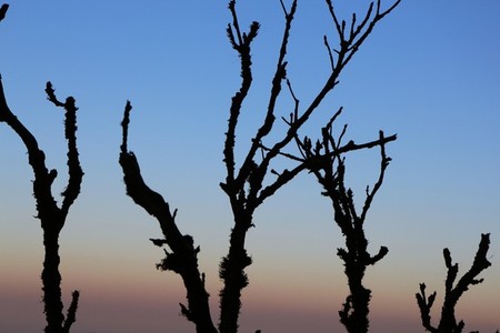 Silhouette of dry trees