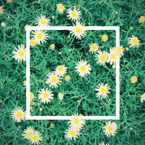 daisy flowers and design frame