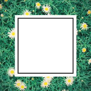 daisy flowes and design frame