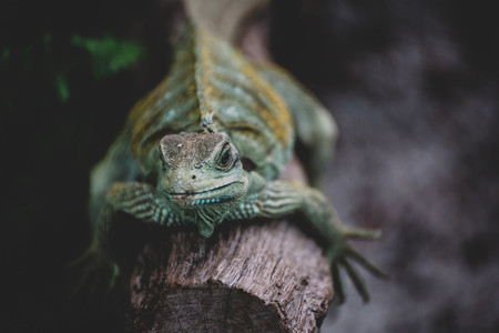 Reptile Closeup