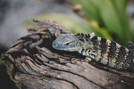 Reptile Closeup